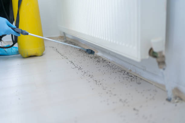 Flea Control Services in Ardmore, AL